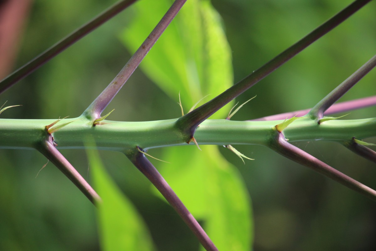 Manihot esculenta Crantz